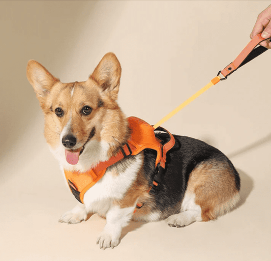 Cartaim™| No Pull Harness & Leash